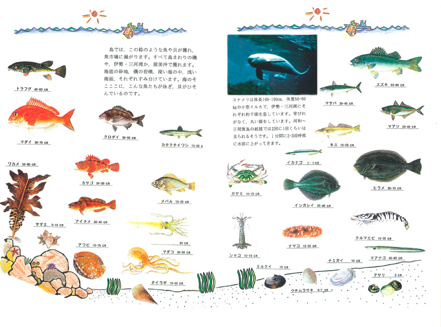 日間賀島で見られる魚たち